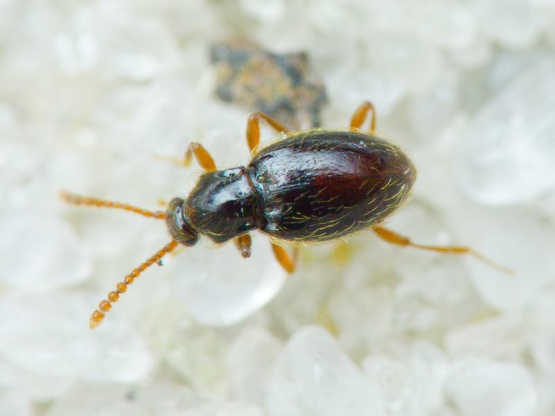 Scydmaenidae Leach, 1815